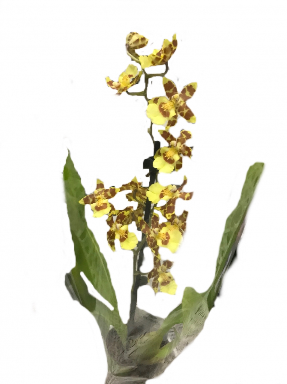 Орхидея Камбрия (желто-коричневая)