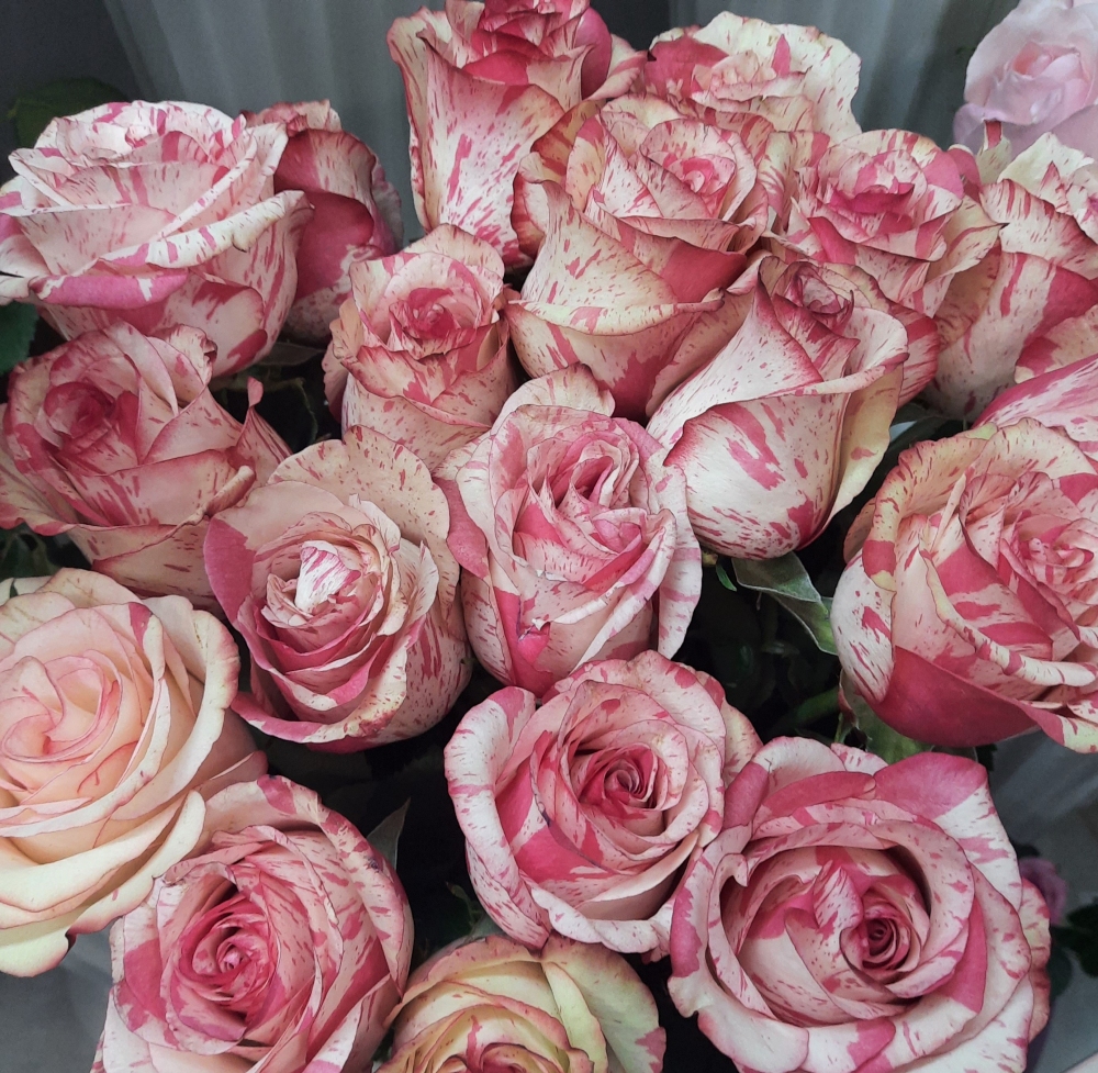 Роза двухцветная бело-розовая 
