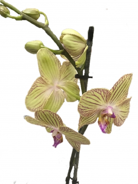 Орхидея Фаленопсис (светло-зеленая)