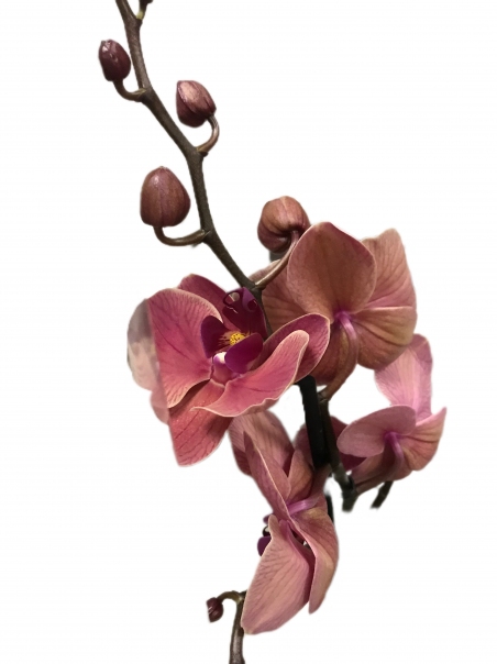 Орхидея Фаленопсис (светло-розовая)